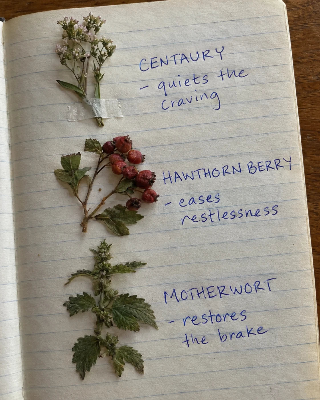 Centaury, Hawthorn Berry, and Motherwort herbs pressed onto a journal page with handwritten labels