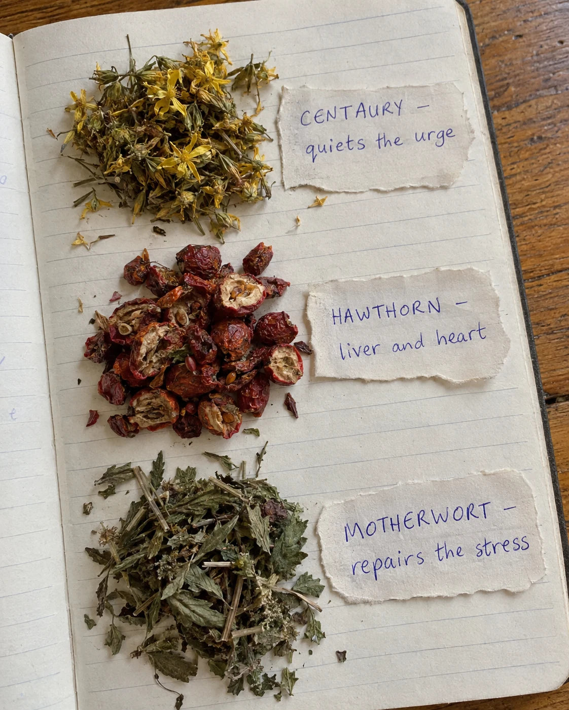 Centaury, Hawthorn Berry, and Motherwort herbs laid on a journal page with handwritten labels