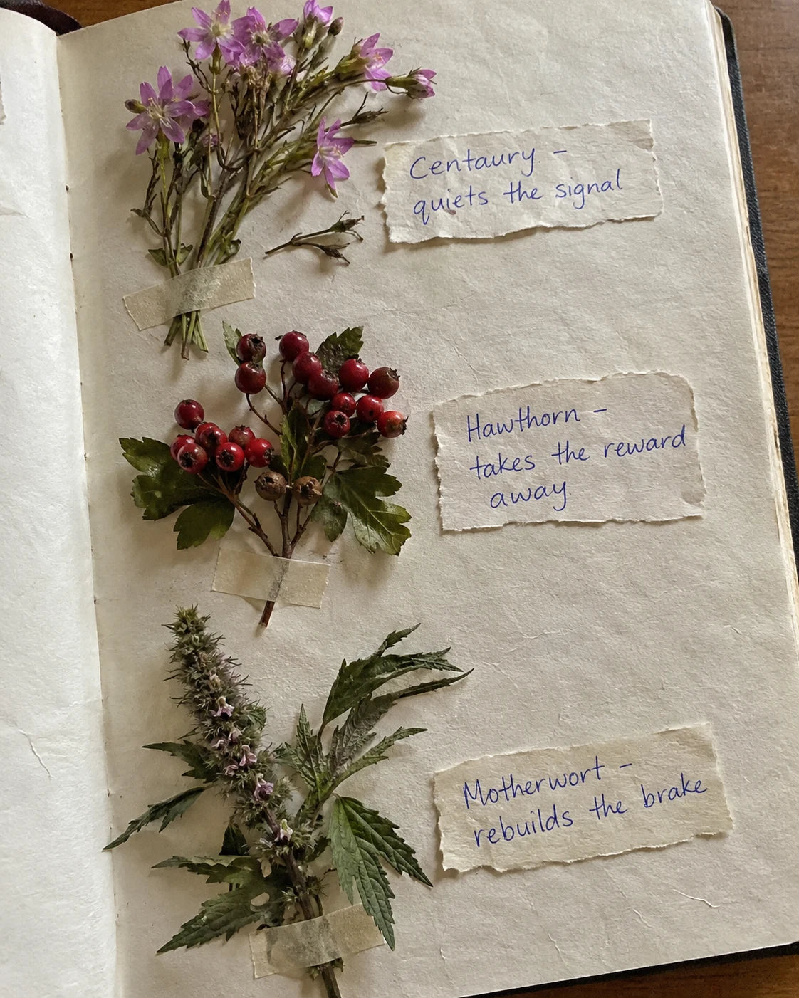 Journal page with real dried Centaury, Hawthorn, and Motherwort laid out and labeled with their role in the craving loop