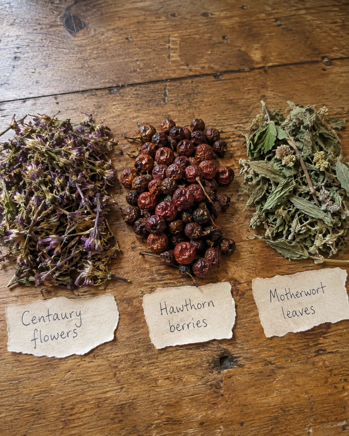 Centaury flowers, Hawthorn berries, and Motherwort leaves laid out with handwritten labels