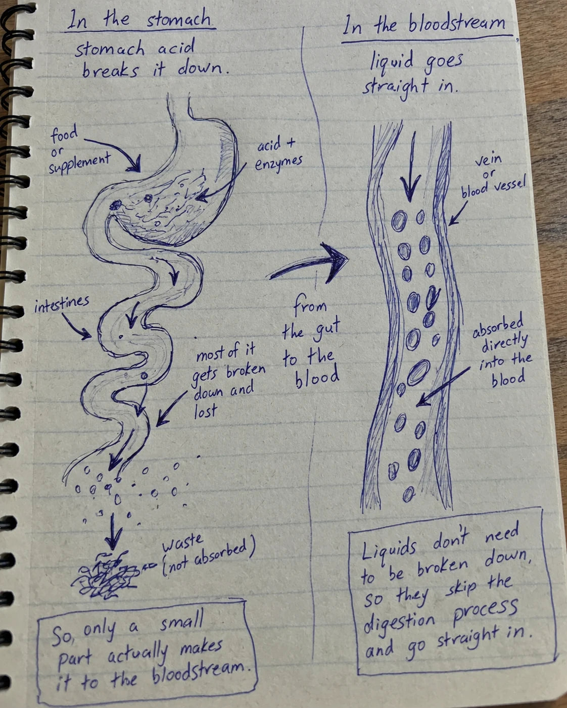 Handwritten journal diagram comparing digestion to direct bloodstream absorption