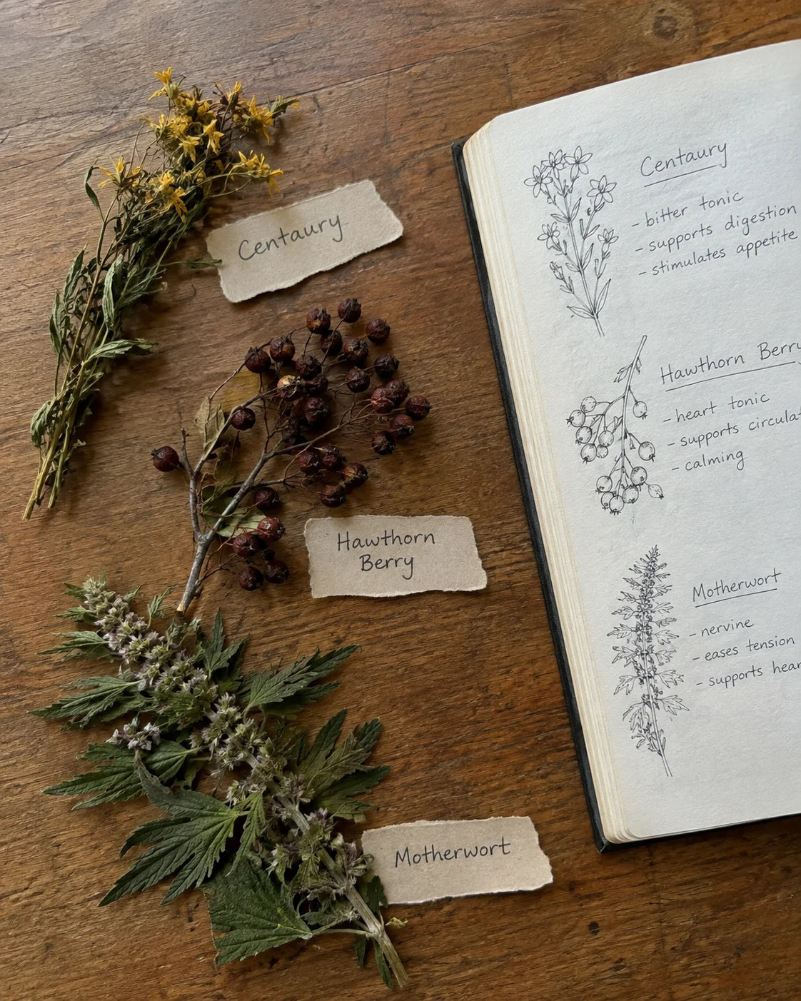 Centaury, Hawthorn Berry, and Motherwort laid out with handwritten labels