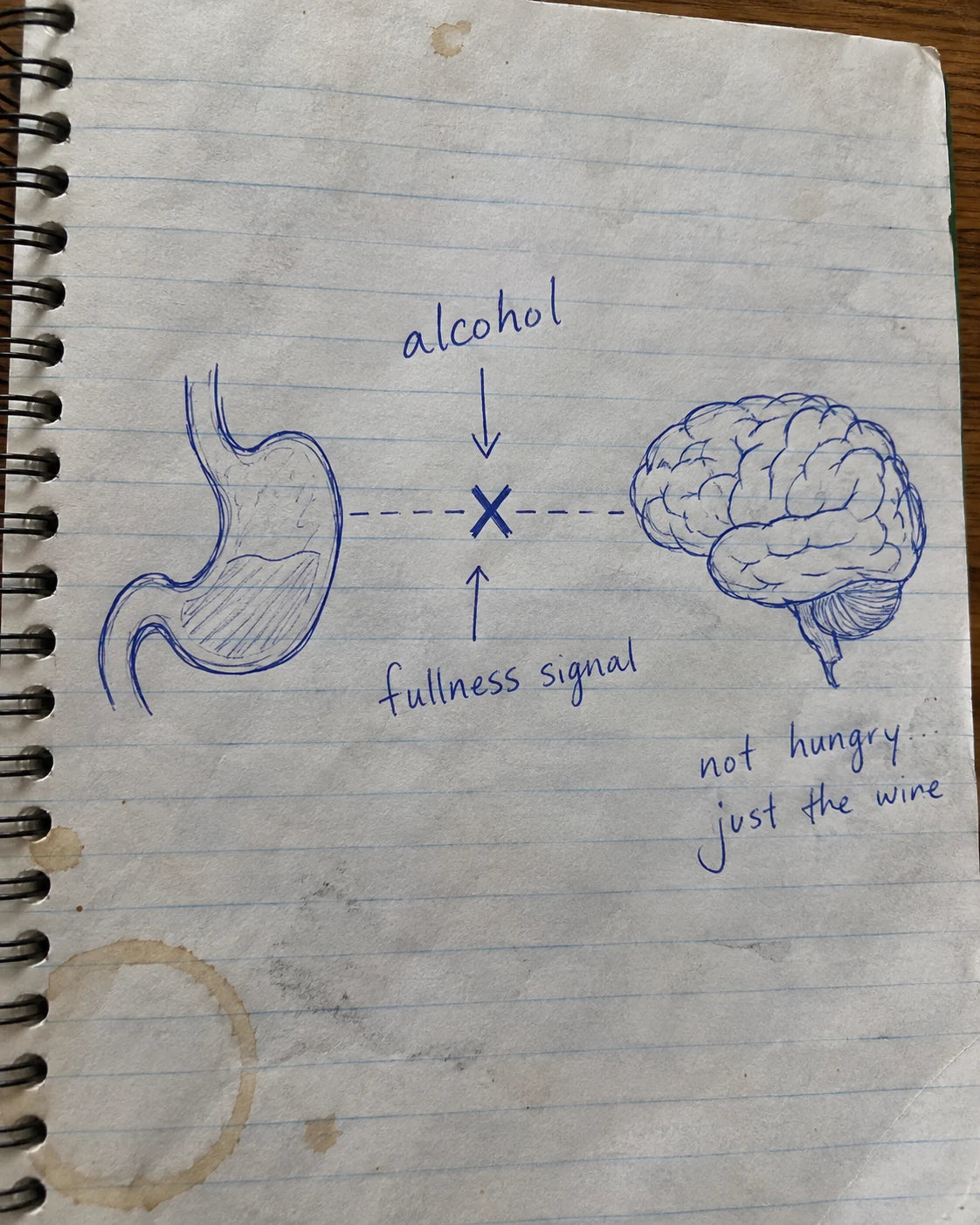 Handwritten notebook diagram showing alcohol blocking the brain's fullness signal