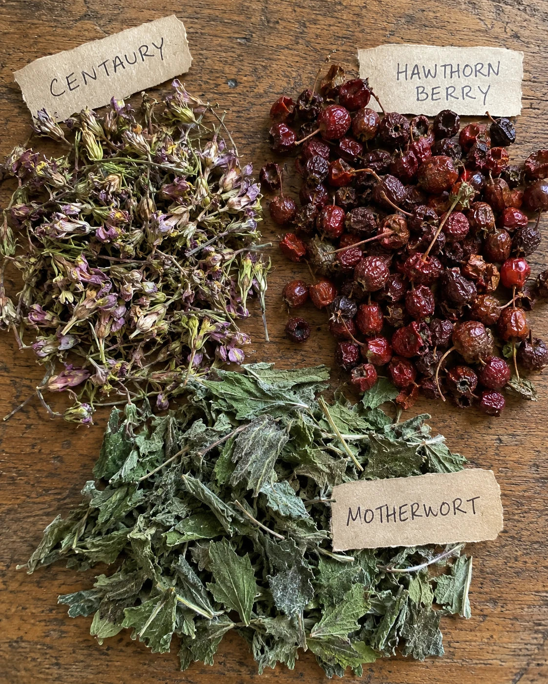 Centaury, Hawthorn Berry, and Motherwort laid out on a table with handwritten labels