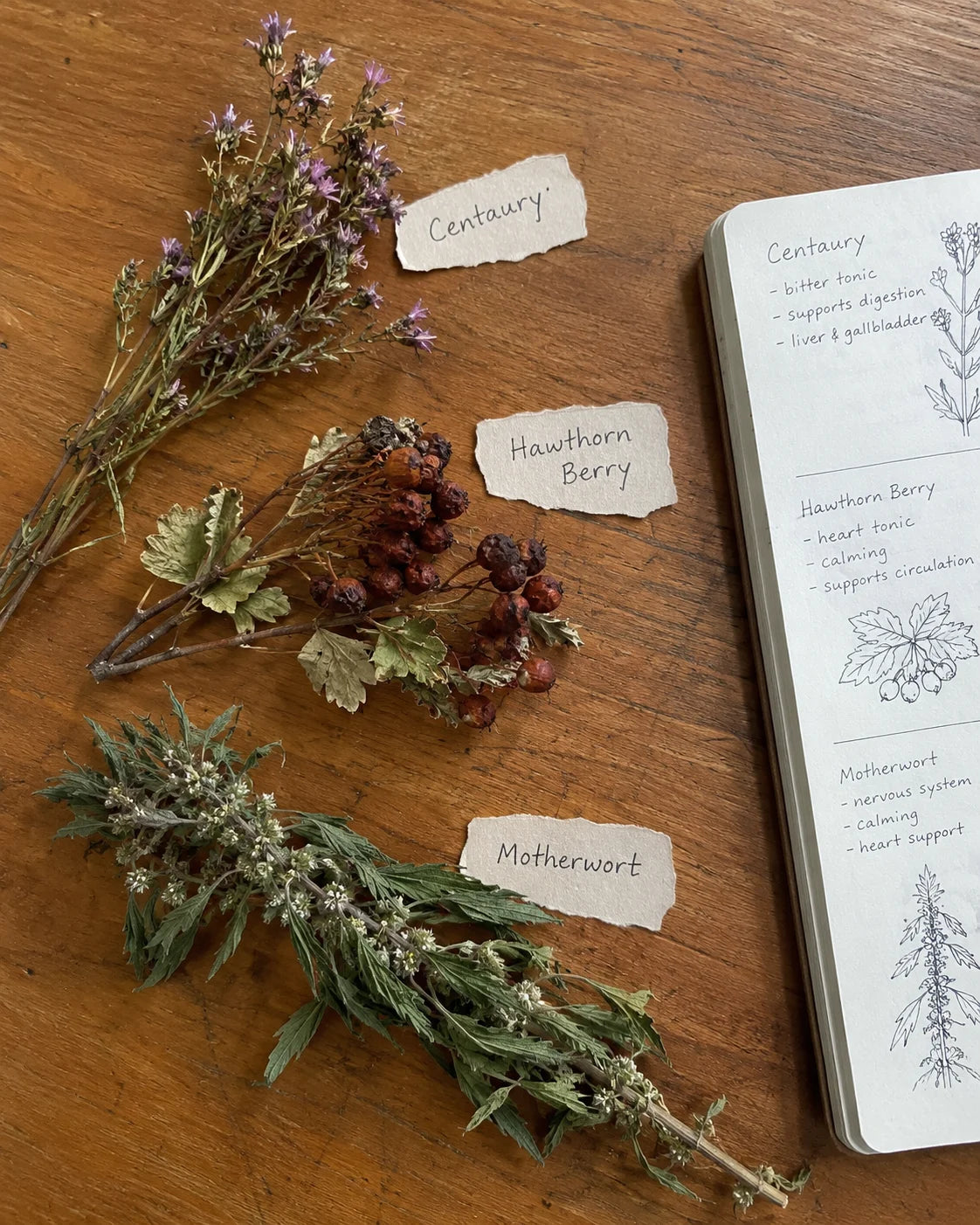 Centaury, Hawthorn Berry, and Motherwort laid out with handwritten labels next to a journal page