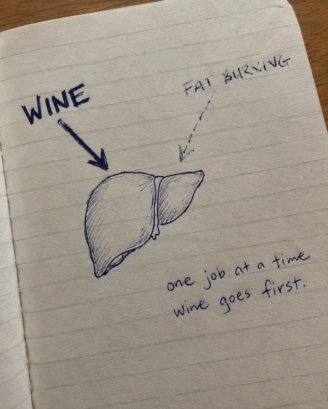 Hand-drawn journal diagram of a liver with arrows labeled wine and fat burning