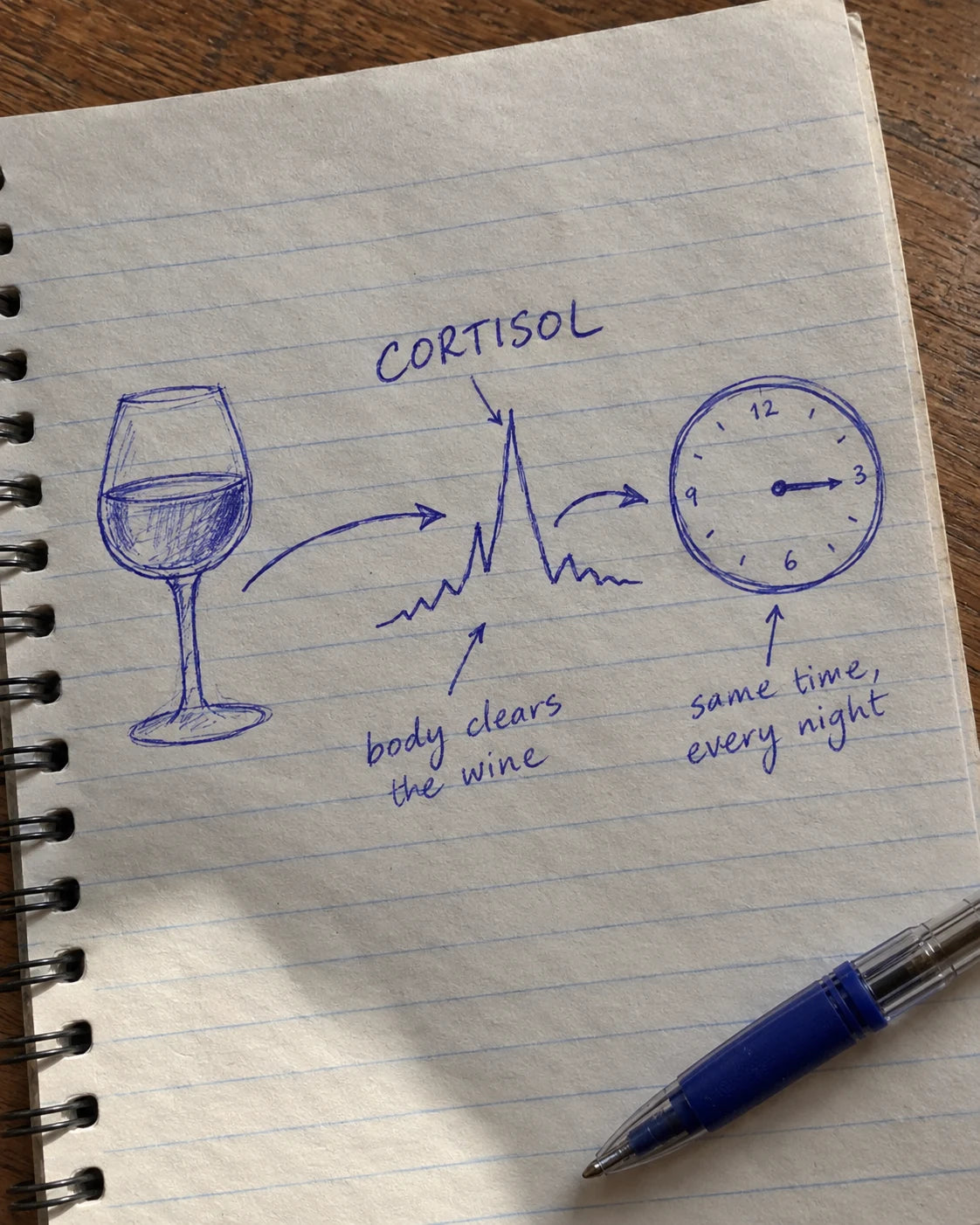Handwritten notebook diagram showing a wine glass, a cortisol spike, and a clock pointing to 3 o'clock