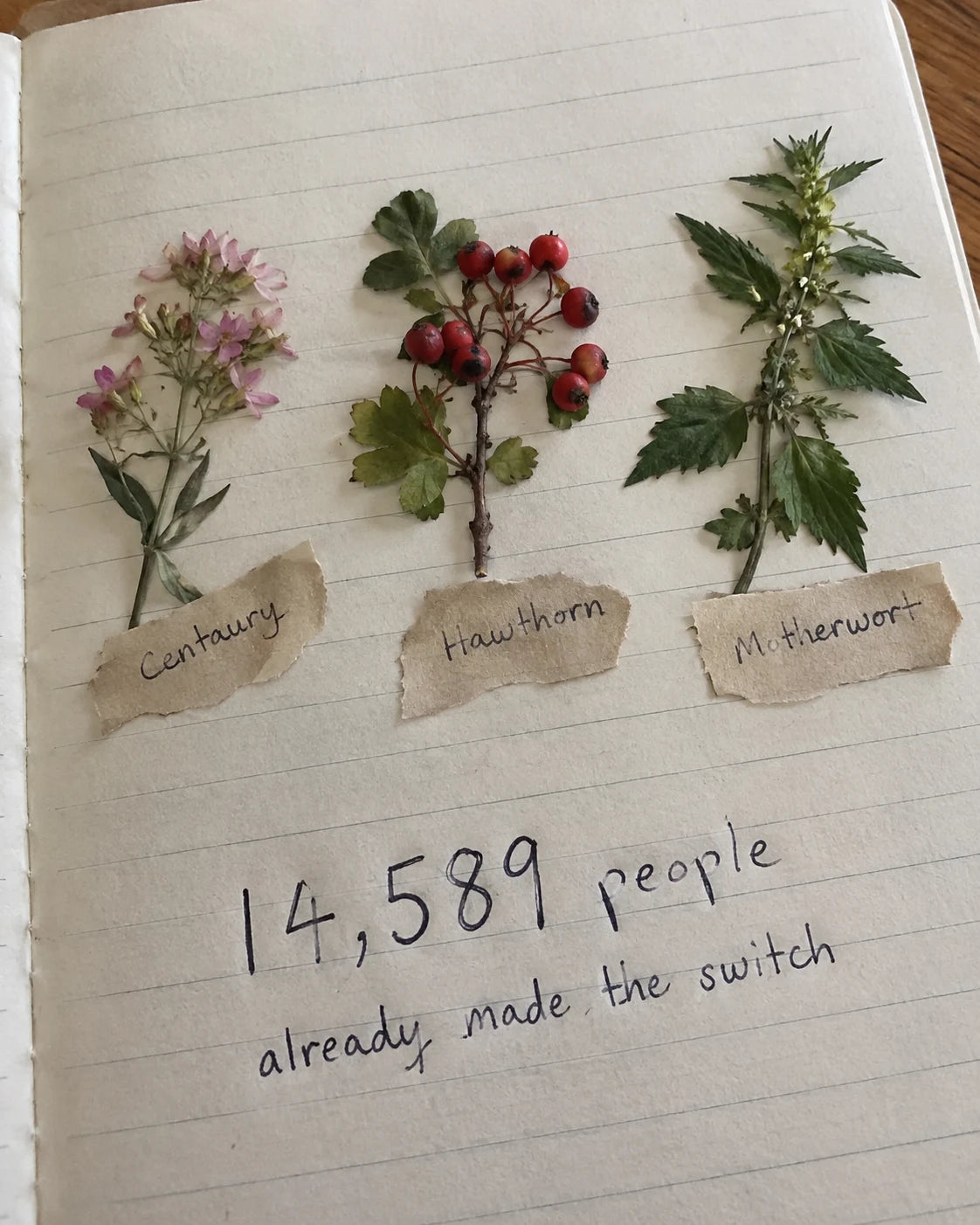 Handwritten notebook page with pressed Centaury, Hawthorn, and Motherwort sprigs and the number 14,589