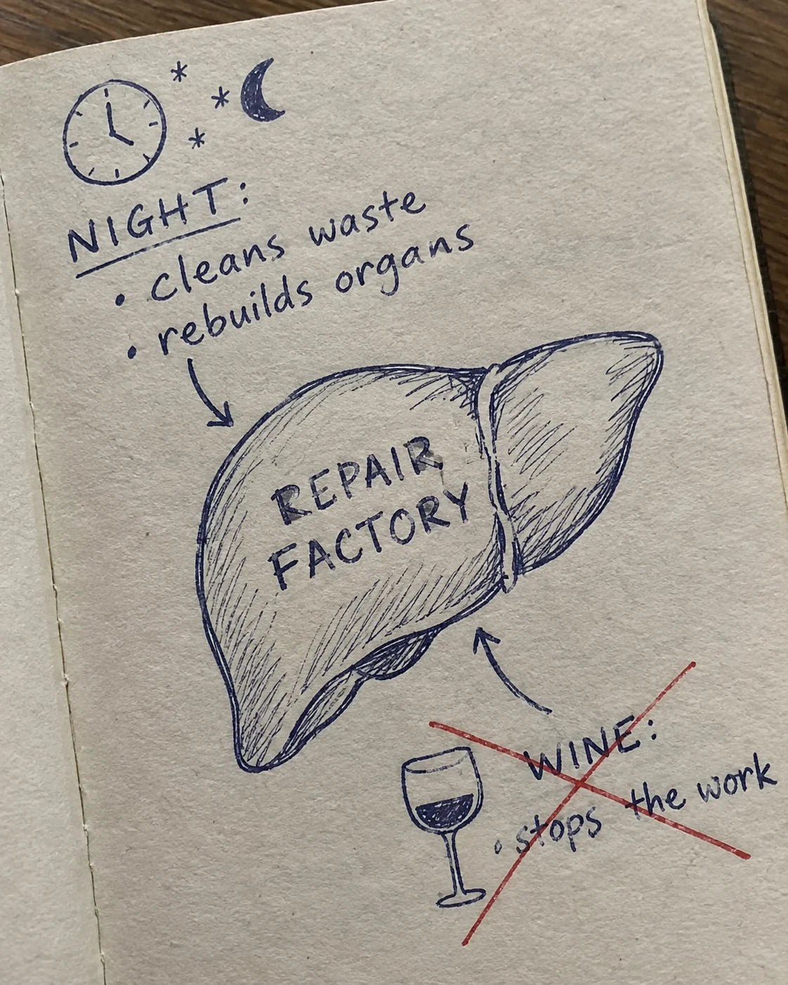 Hand-drawn journal diagram of the liver as a repair factory