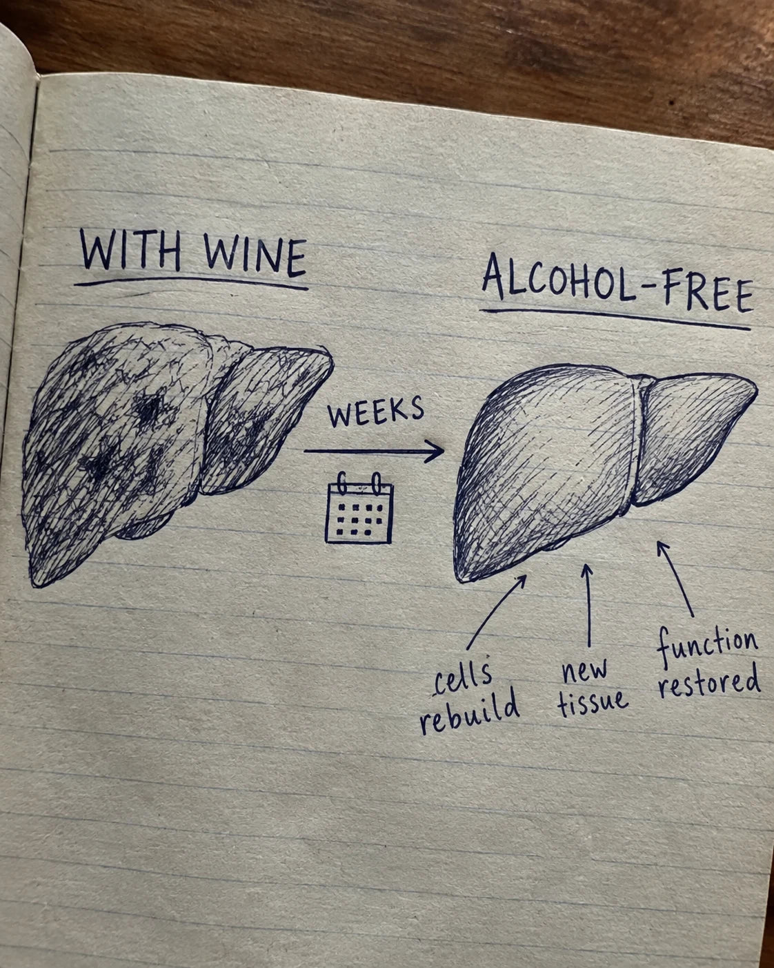 Hand-drawn journal diagram comparing a damaged liver on wine to a healed liver alcohol-free