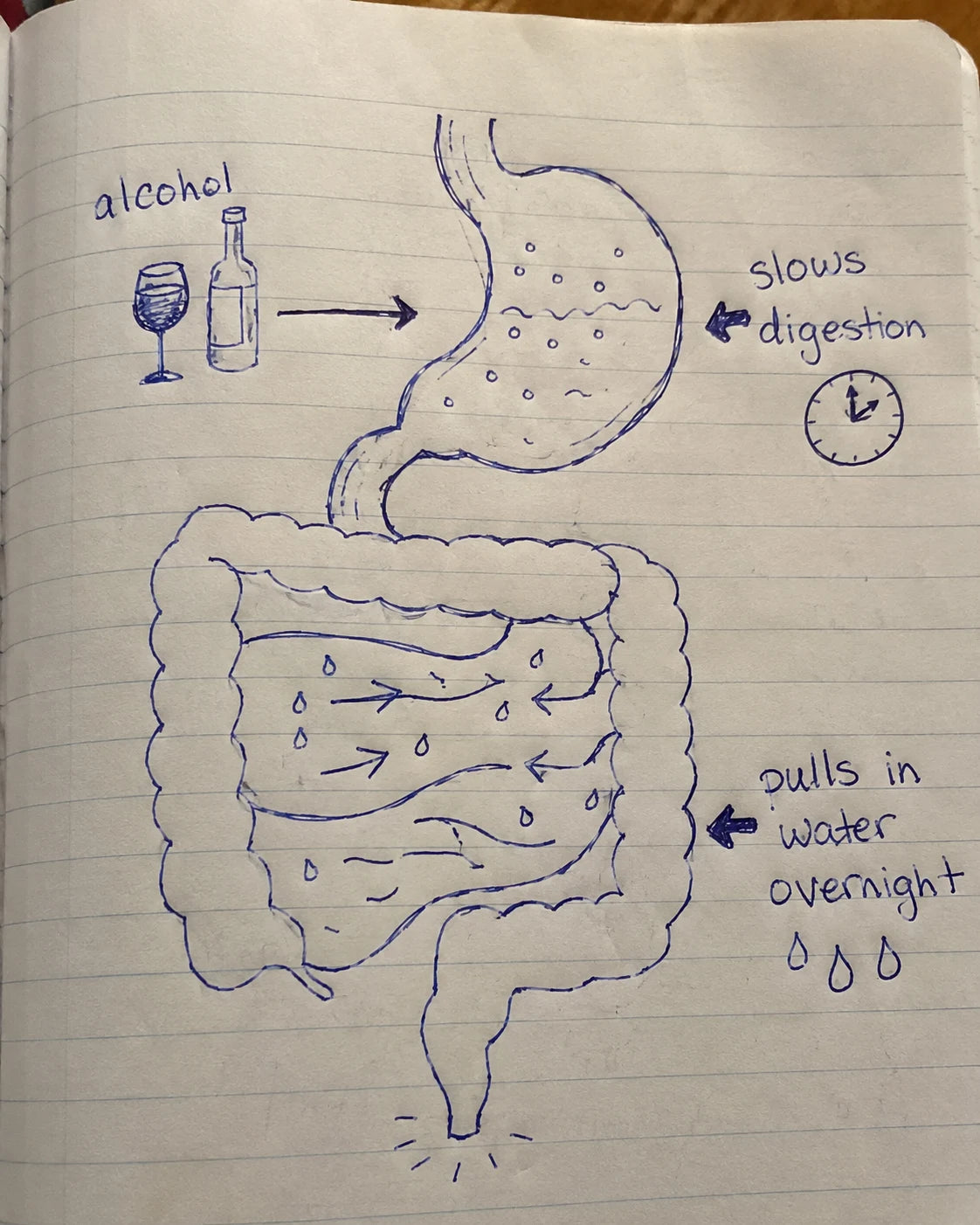 Handwritten journal diagram explaining how alcohol slows digestion and causes water retention