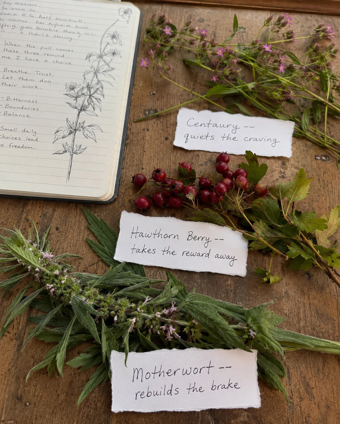 Centaury, Hawthorn Berry, and Motherwort herbs laid out with handwritten labels