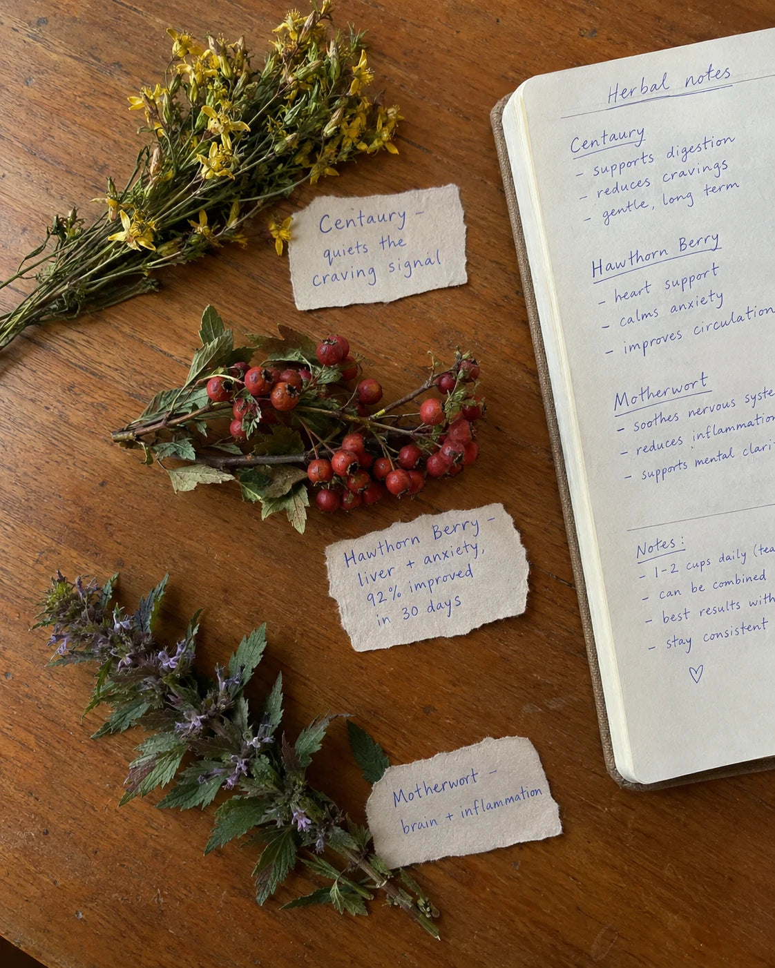 Centaury, Hawthorn Berry, and Motherwort herbs laid out with handwritten labels