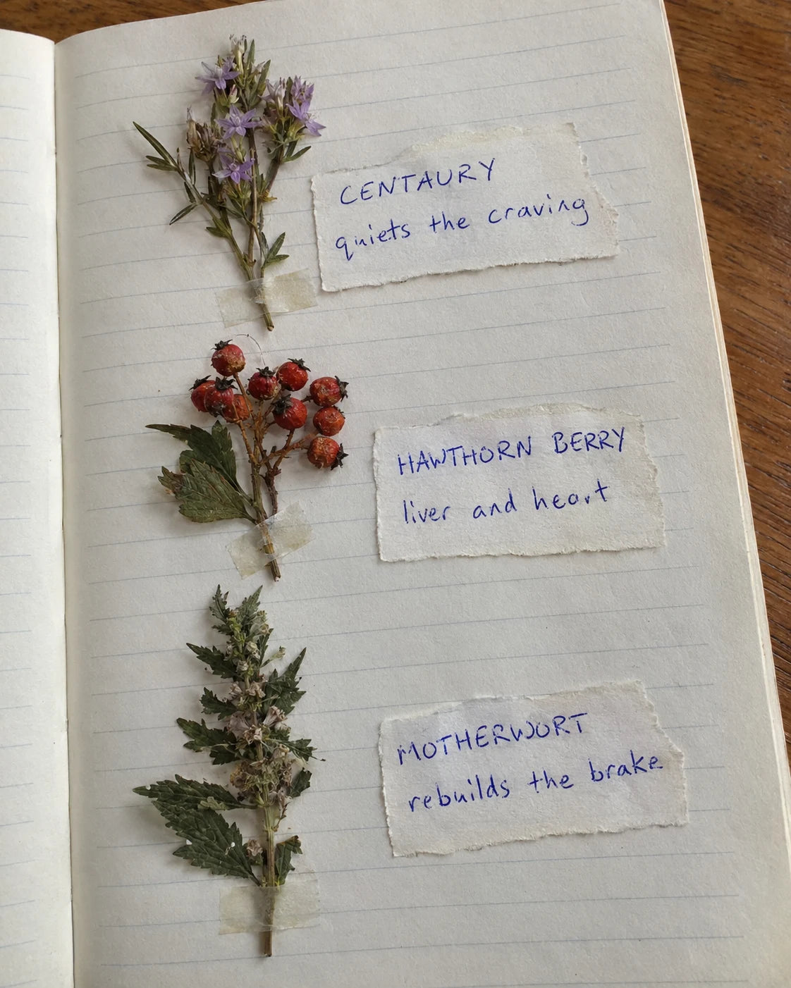 Centaury, Hawthorn Berry, and Motherwort herbs laid out with handwritten labels