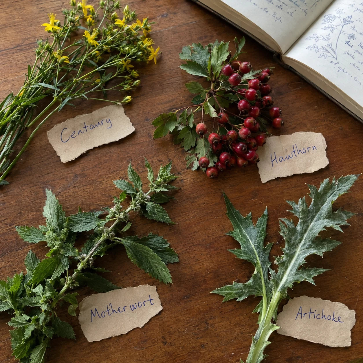 Centaury, Hawthorn, Motherwort, and Artichoke laid out with handwritten tags