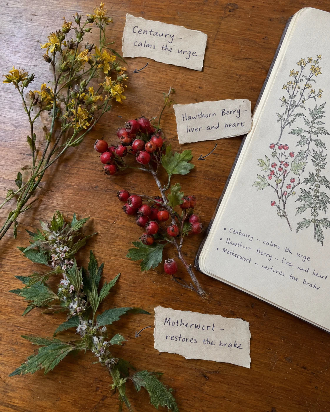 Centaury, Hawthorn Berry, and Motherwort laid out with handwritten tags explaining each one's job