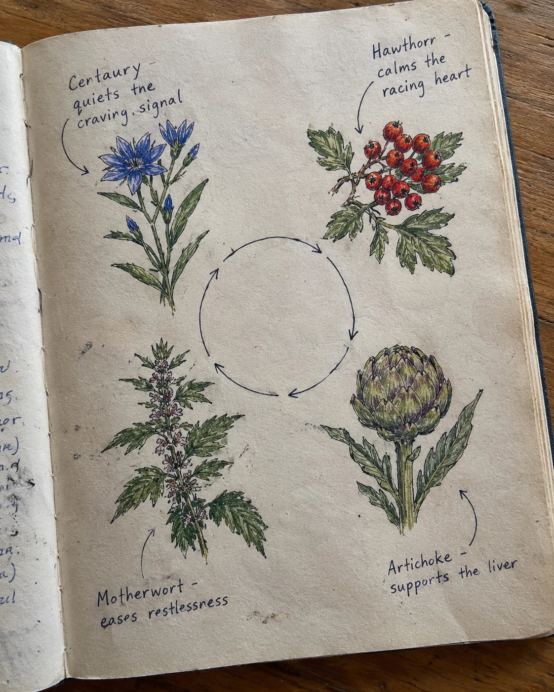 Handwritten notebook page diagram of Centaury, Hawthorn, Motherwort, and Artichoke breaking the craving loop