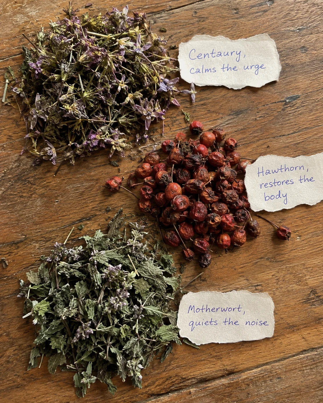 Centaury flowers, Hawthorn berries, and Motherwort leaves laid out with handwritten tags explaining what each one does