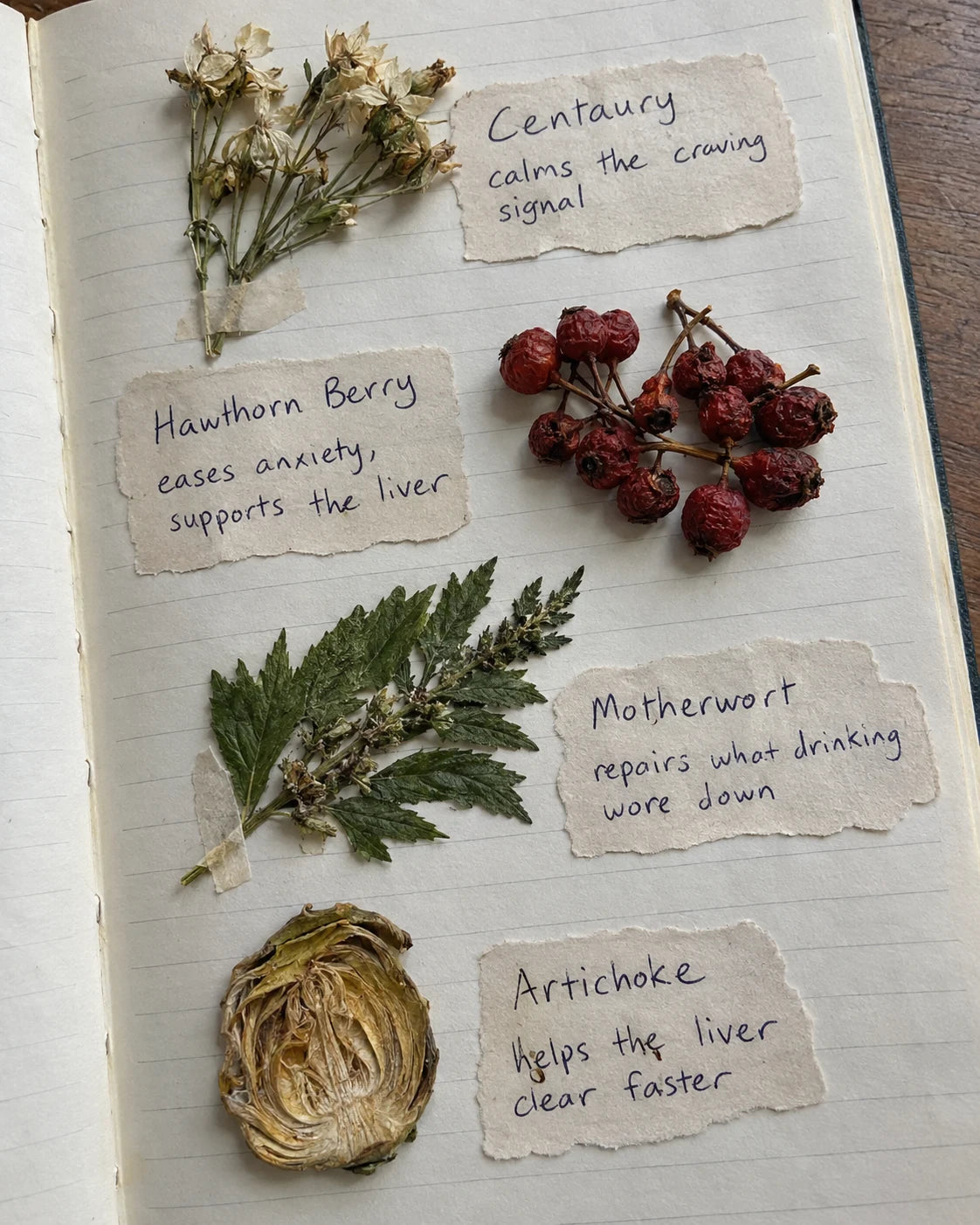 Journal page naming Centaury, Hawthorn Berry, Motherwort, and Artichoke with their roles