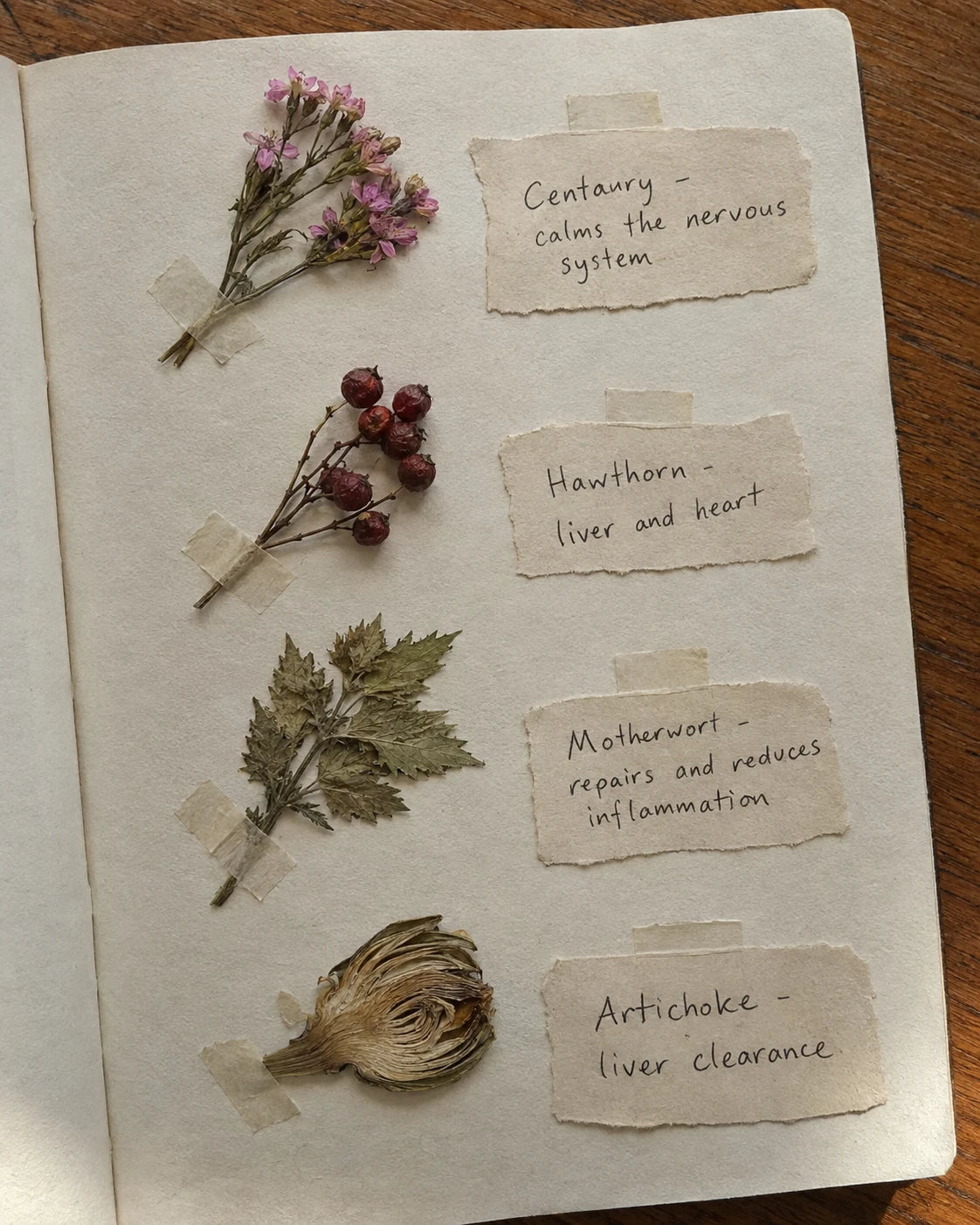 Notebook page with dried Centaury, Hawthorn, Motherwort and Artichoke samples and handwritten labels