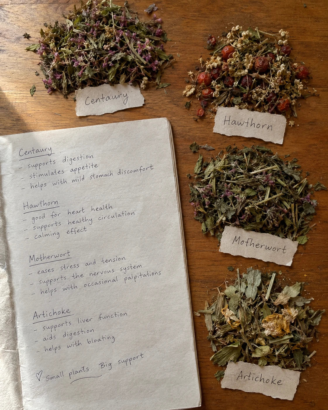 Journal page with four labeled piles of dried herbs: Centaury, Hawthorn, Motherwort, Artichoke