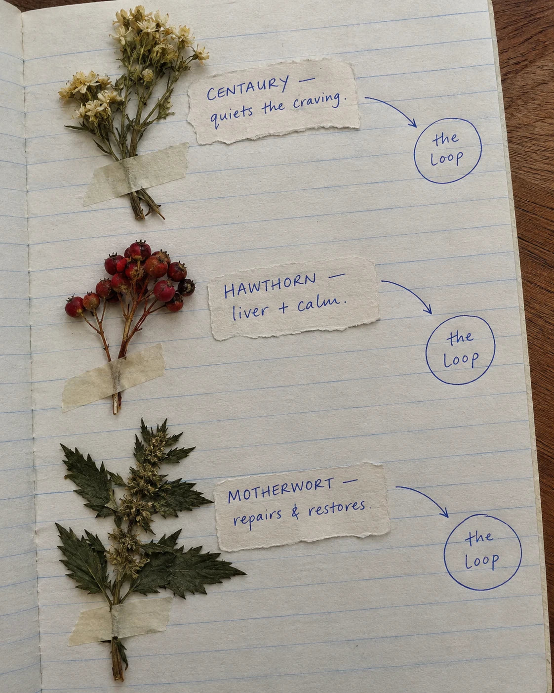 Handwritten notebook page with Centaury, Hawthorn Berry, and Motherwort, each labeled with its job